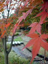 chaya046s.JPG (72762 �o�C�g)