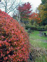 chaya047s.JPG (76805 �o�C�g)