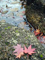 chaya049s.JPG (76572 �o�C�g)