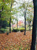 chaya060s.JPG (78961 �o�C�g)