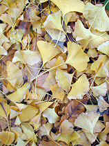 chaya062s.JPG (76918 �o�C�g)