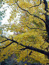 chaya074s.JPG (79435 �o�C�g)