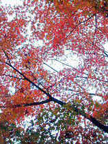 chaya076s.JPG (82797 �o�C�g)