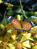 higashiyama089s.JPG (75696 �o�C�g)