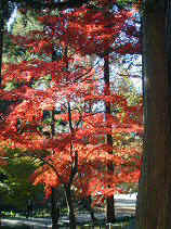 higashiyama105s.JPG (77141 �o�C�g)