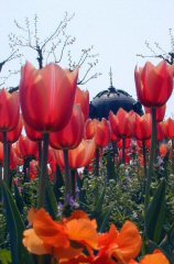 tsuruma319s.JPG (13139 �o�C�g)