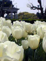 tsuruma323s.JPG (69865 �o�C�g)