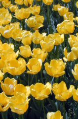 tsuruma324s.JPG (16780 �o�C�g)