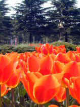 tsuruma326s.JPG (72439 �o�C�g)