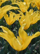 tsuruma328s.JPG (71467 �o�C�g)