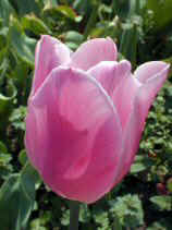 tsuruma334s.jpg (69428 �o�C�g)