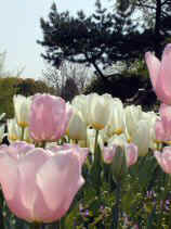 tsuruma335s.JPG (71519 �o�C�g)