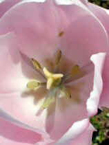 tsuruma339s.JPG (66186 �o�C�g)