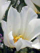 tsuruma342s.JPG (67167 �o�C�g)