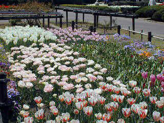 tsuruma356m.JPG (101558 �o�C�g)