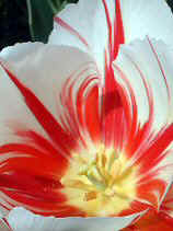 tsuruma358s.JPG (69963 �o�C�g)