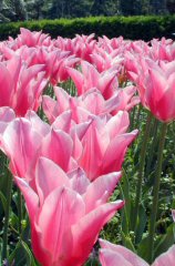 tsuruma371s.JPG (15253 �o�C�g)