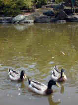 tsuruma373s.JPG (69448 �o�C�g)