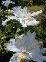 tsuruma387s.JPG (70948 �o�C�g)