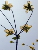 tsuruma392s.JPG (8475 �o�C�g)