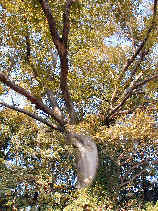 toyohashi001s.JPG (44179 �o�C�g)