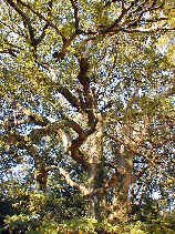 toyohashi015s.JPG (45259 �o�C�g)