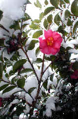 heiwa1107s.JPG (31489 �o�C�g)