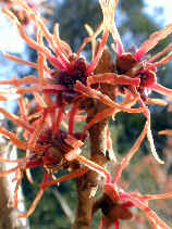 nishiki1241s.JPG (29972 �o�C�g)