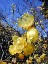 roubai1198s.JPG (32300 �o�C�g)