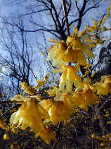 roubai1226s.JPG (31716 �o�C�g)