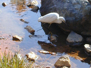 shirasagi216m.jpg (26409 �o�C�g)