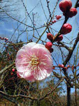 ume1216s.JPG (31407 �o�C�g)