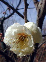 ume1220s.JPG (21161 �o�C�g)