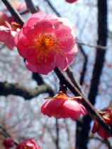 ume1223s.jpg (22613 �o�C�g)