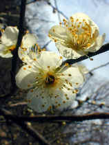 ume1225s.JPG (22347 �o�C�g)