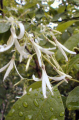 �ЂƂ΂����i�ʏ̂Ȃ񂶂���񂶂�j