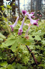 �ނ炳�����܂�