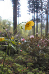 ���܂̂�������