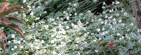 ���Ԃ񂻂��̌Q��