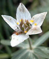 ���Ԃ񂻂�