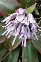 ���傤���傤�΂���