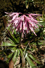 ���傤���傤�΂���