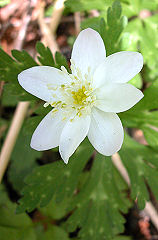 ������񂻂�