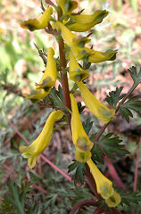 �����܂�