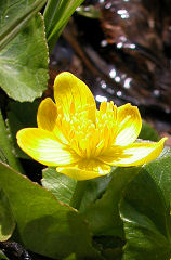 ��イ����