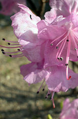 ���񂩂���