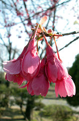 ����Ђ�����