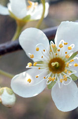 �ɂ킴����