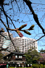 ���̂ڂ݁@����2�A3���łق�Ƃɍ炭��???