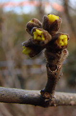 ���F���}���T�N�͂܂����ꂩ�炾�I